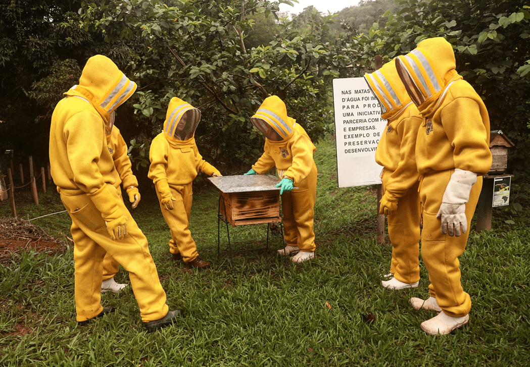Apicultores reunidos em torno de uma colmeia