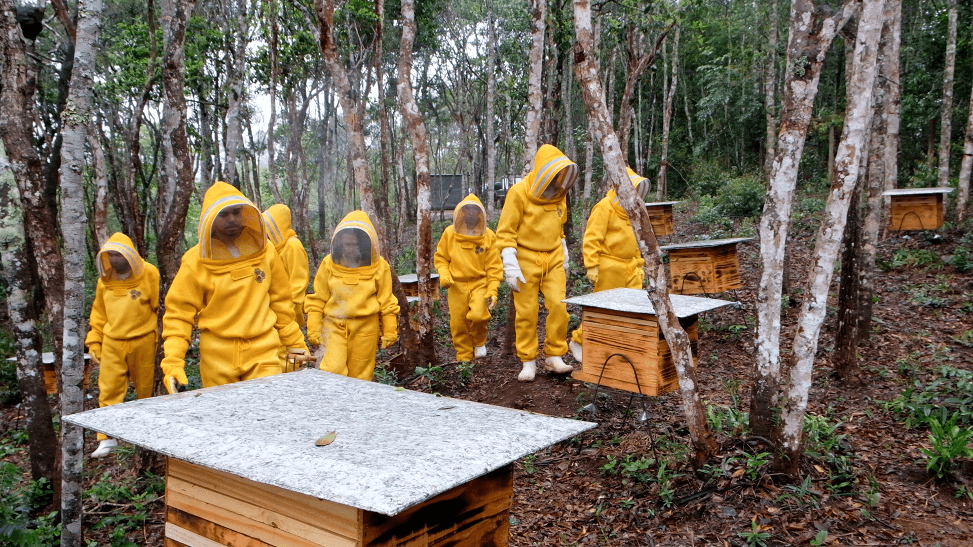 Apicultores em atividade de manejo de colmeias na mata