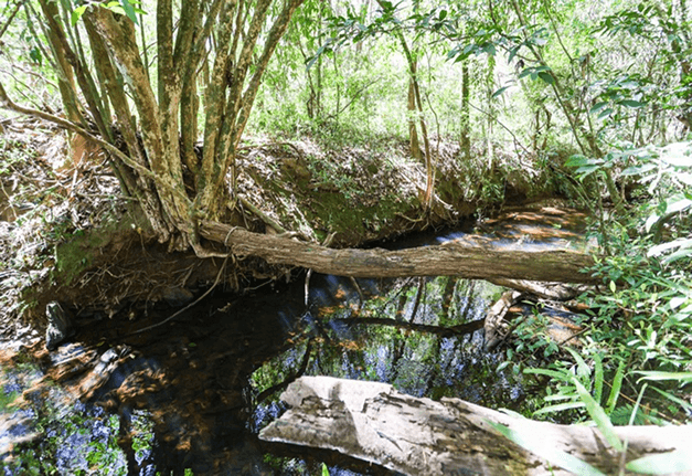 Floresta nativa em regeneração no CREADS