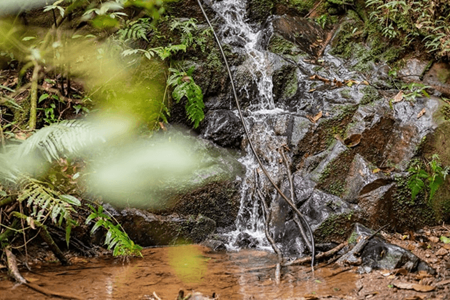 Corredor de biodiversidade da Mata Atlântica