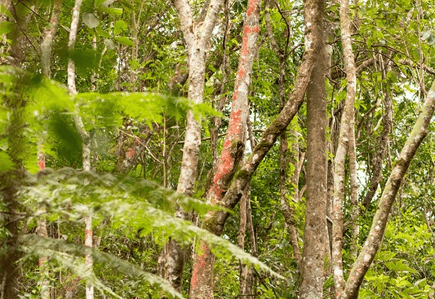 Vegetação preservada da Fazenda Engenho D'Água