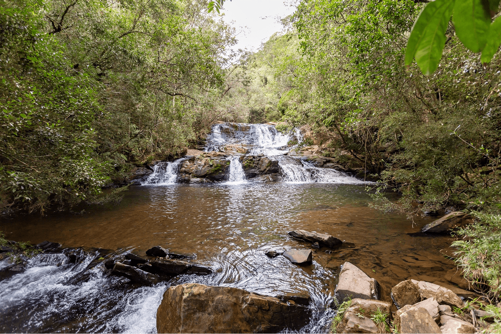 Mata Atlântica preservada no CREADS — Projeto Ouro Verde