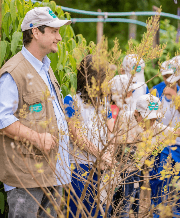 Mudas e plantas medicinais do canteiro