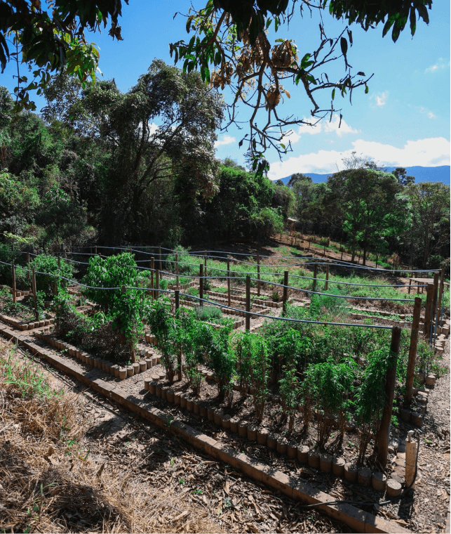 Espécies aromáticas cultivadas no CREADS