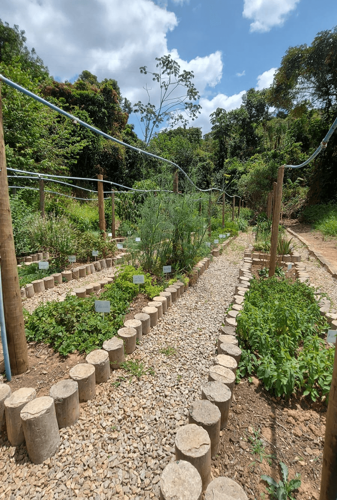 Detalhe das plantas do canteiro